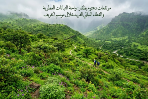 مرتفعات دهتوم بظفار: واحة النباتات العطرية والغطاء النباتي الفريد خلال موسم الخريف